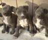 Pitbull Blueline welpen